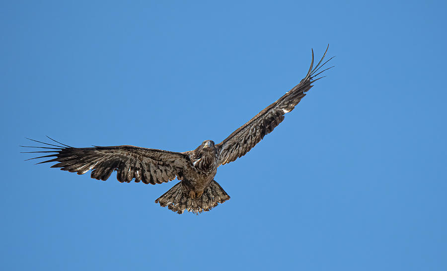 Juvenile Bald Eagle Photograph by Rick Mosher