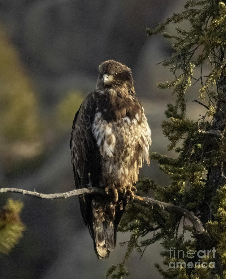 Juvenile Bald Eagle Photograph