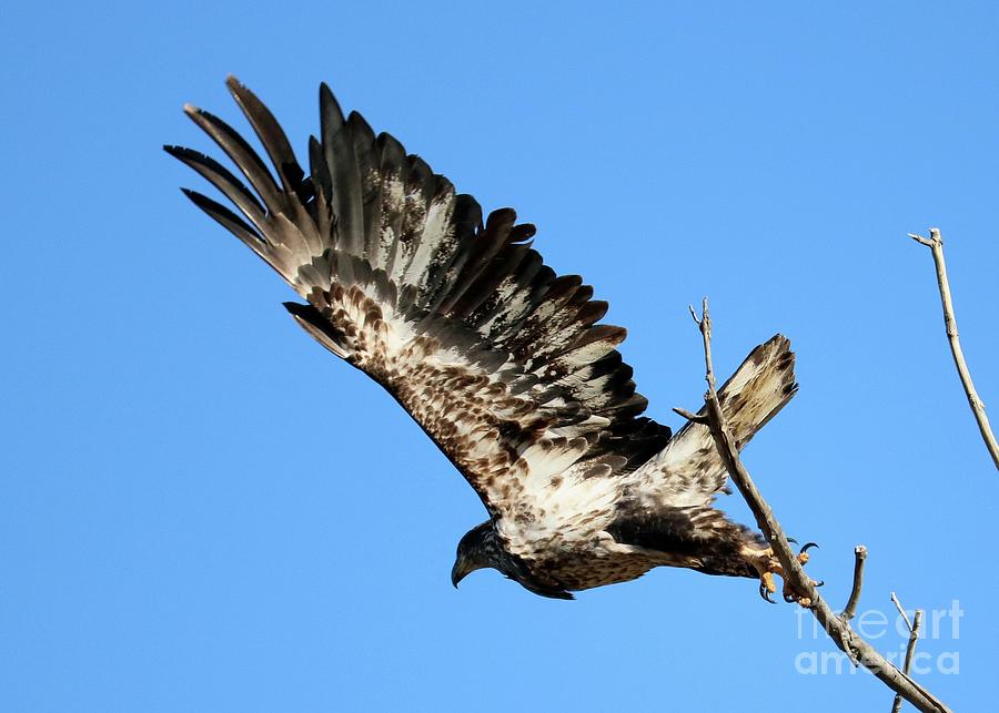 Juvenile Bald Eagle Takeoff Photograph by Carol Groenen
