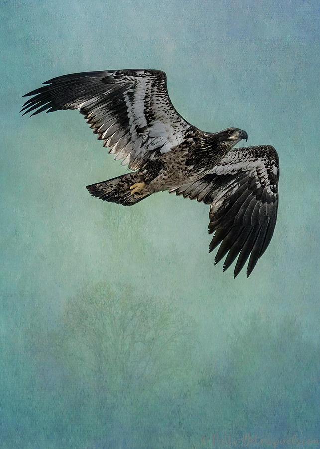 Juvenile Bald Eagle - vertical Photograph by Patti Deters