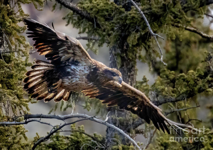 Juvenile Bald Eagle Wings Spread Photograph by Steven Krull