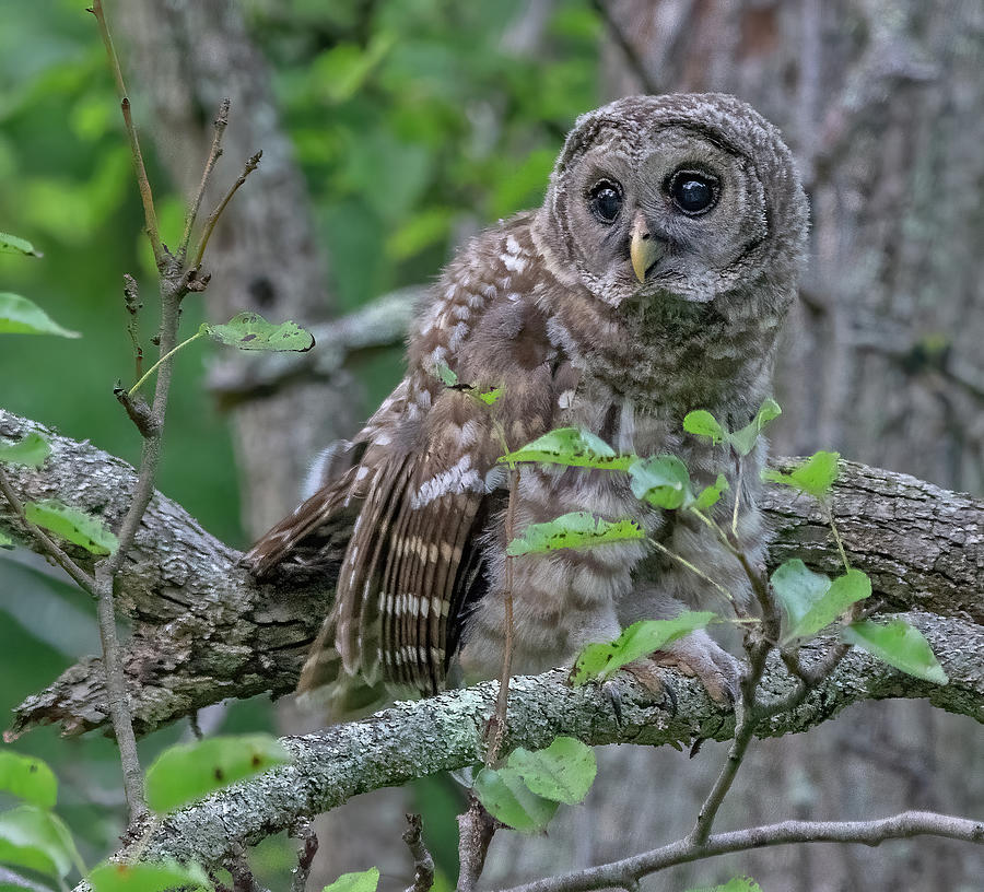 Juvenile Barred Owl Glance Photograph by Scott Miller | Fine Art America