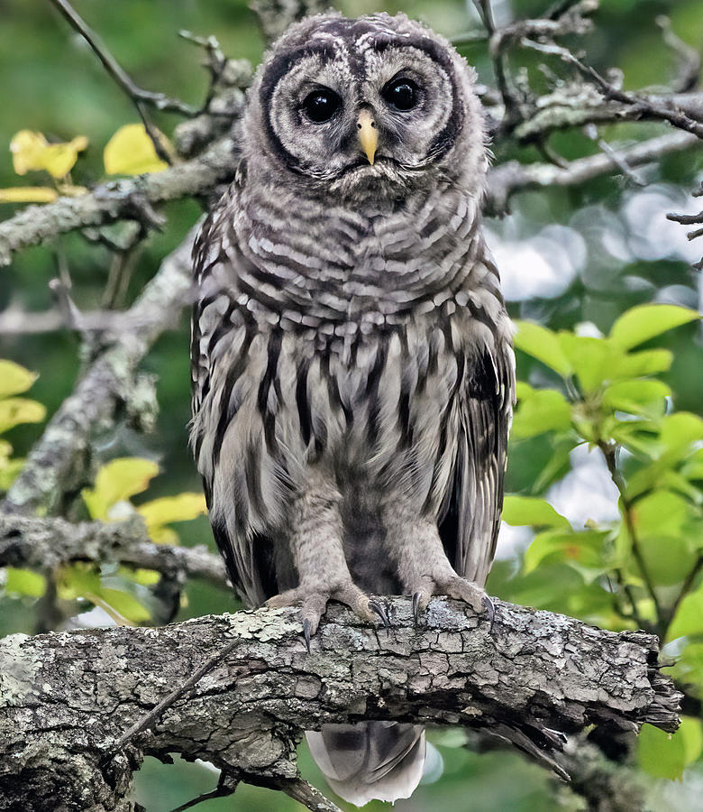 Juvenile Barred Owl Photograph by Scott Miller