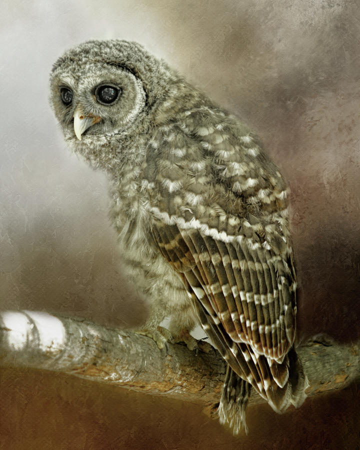Juvenile Barred Owl  Photograph by TnBackroadsPhotos