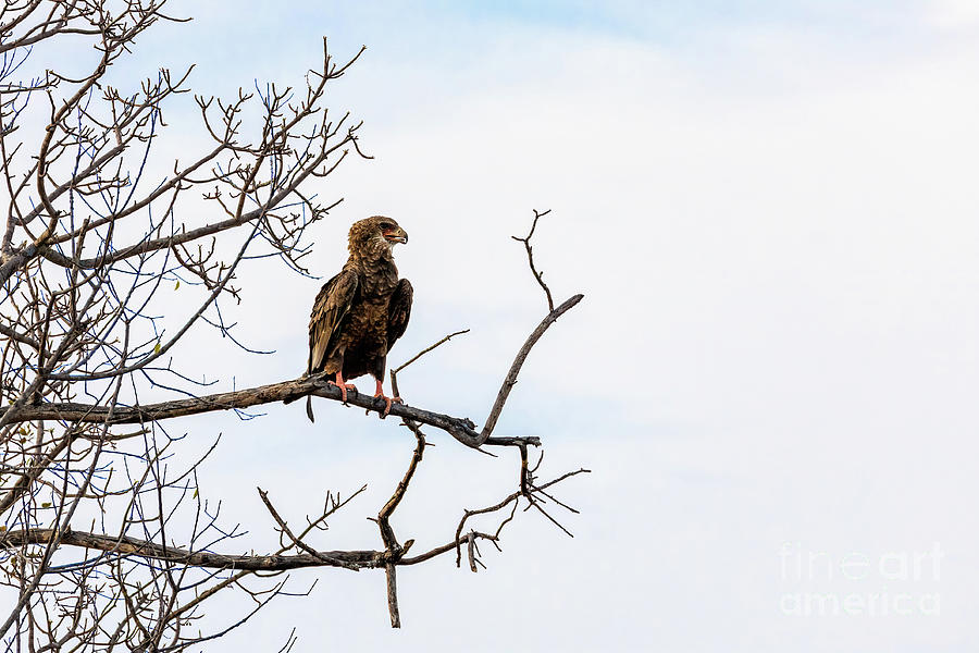 Juvenile bateleur eagle in Kruger National Park, South Africa Photograph by Jane Rix