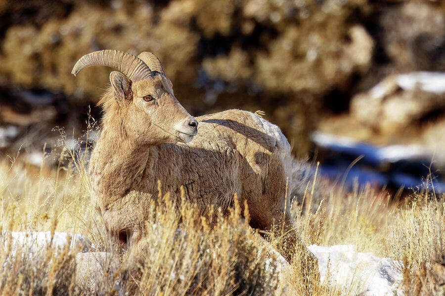 Nature Photograph - Juvenile Bighorn Ram - Whiskey Basin by Susan Rissi Tregoning