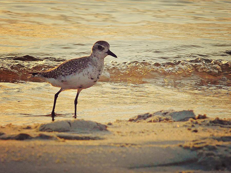 Juvenile Black-bellied Plover  Photograph by Judy Stepanian