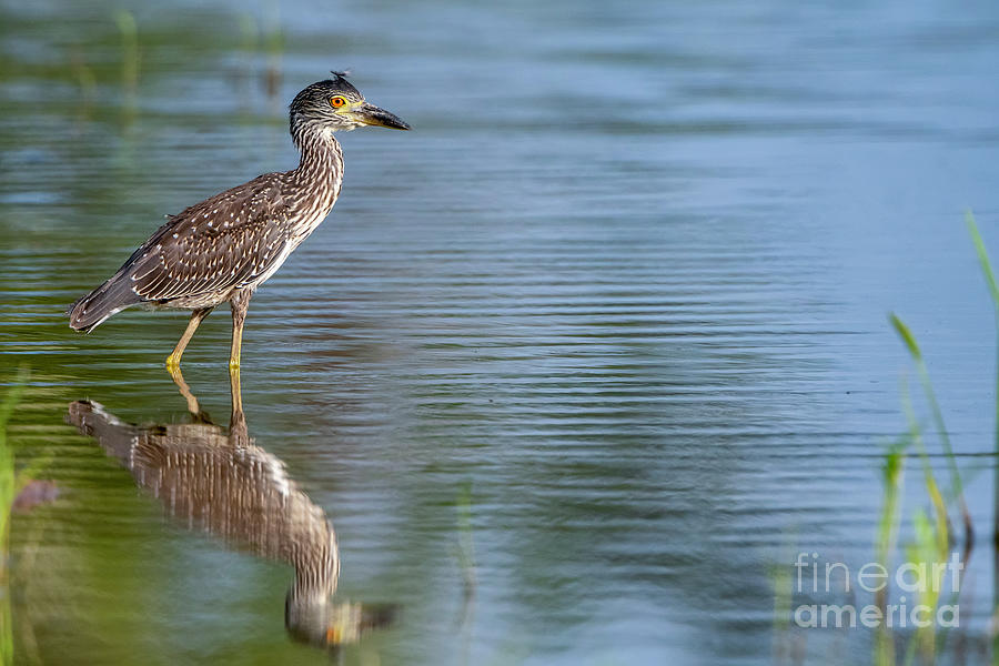 Juvenile Black Crowned Night Heron in Louisiana Rice Field Photograph by Bonnie Barry