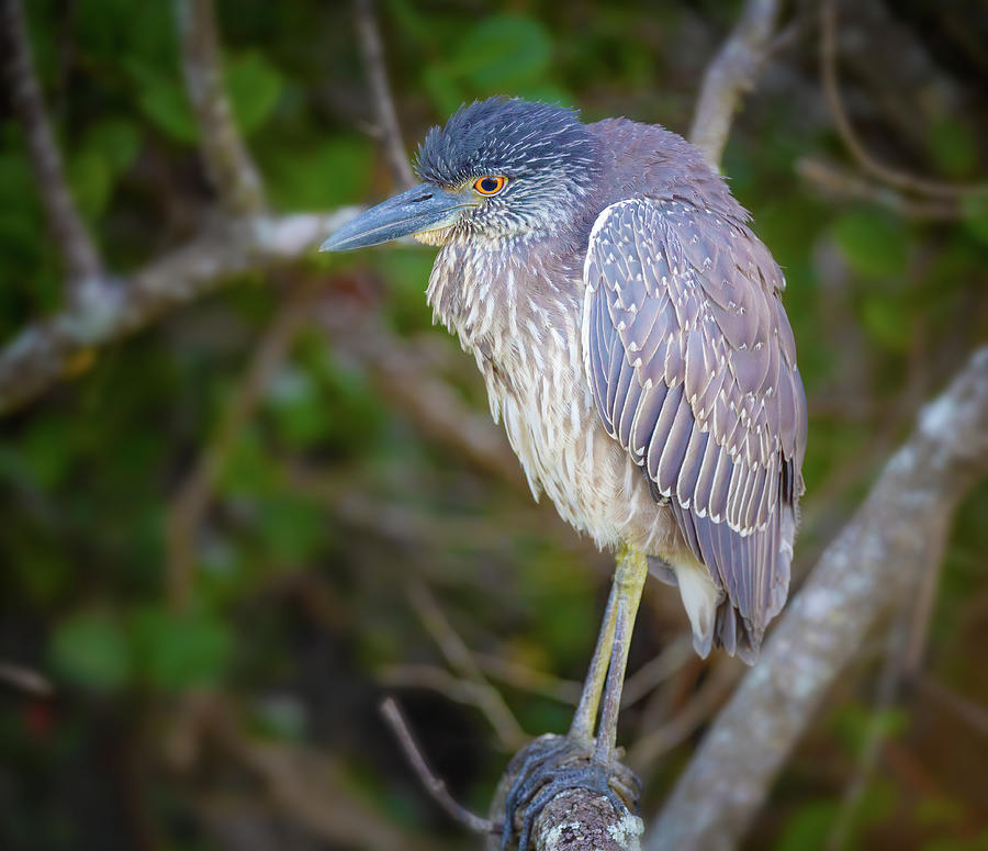Juvenile Black Crowned Night Heron Photograph by Mark Andrew Thomas