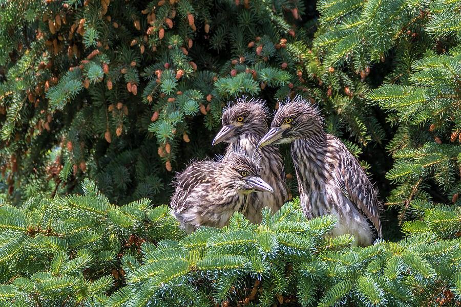 Juvenile Black-crowned Night Herons in Pine Tree Photograph by Patti Deters
