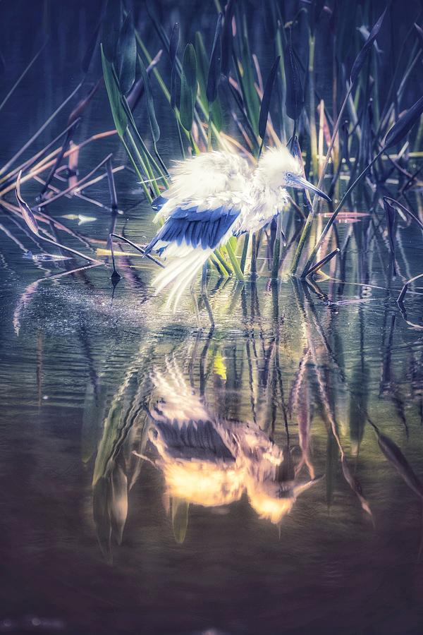Juvenile blue heron Photograph by David McKinney