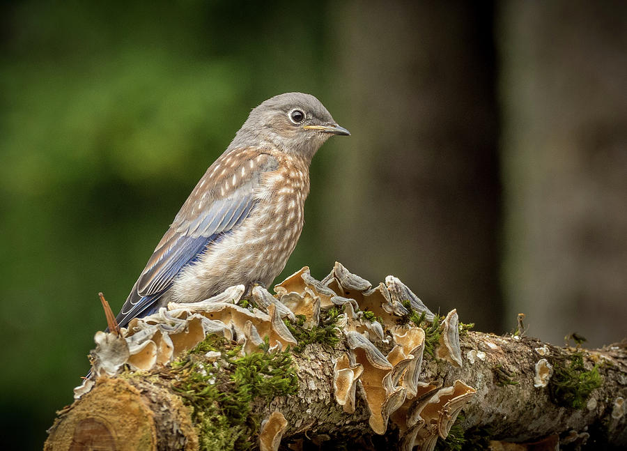 Juvenile Bluebird Photograph by Jean Noren