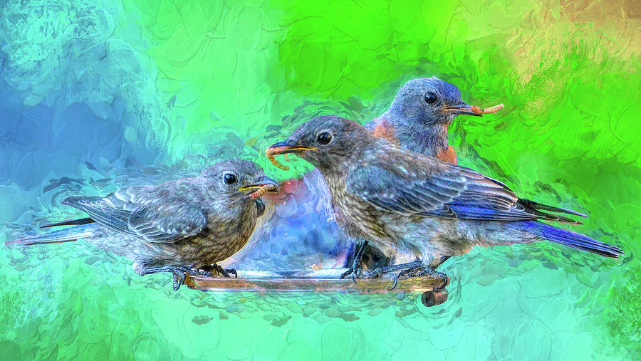 Juvenile Bluebirds II PS II  Digital Art by Linda Brody