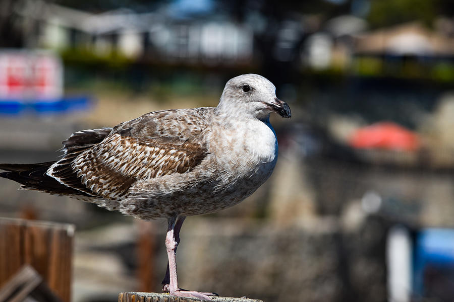 Juvenile Seagull Photograph by Bonny Puckett