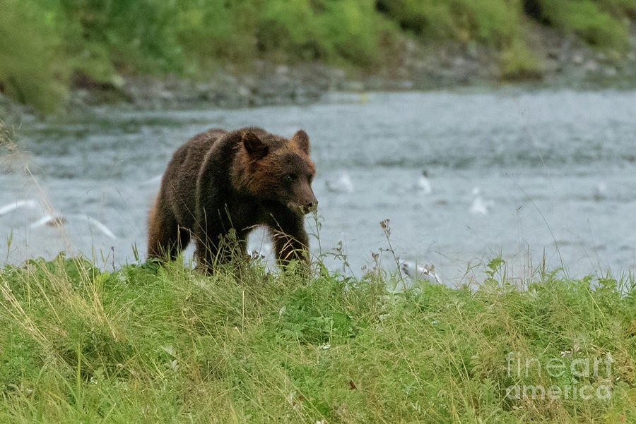 Juvenile Brown Bear on the Bank of Pack Creek, Alaska Photograph by Nancy Gleason