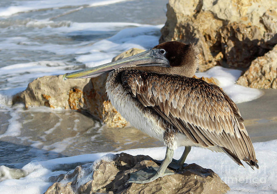 Juvenile brown pelican at the beach Photograph by Joanne Carey