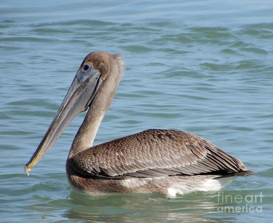 Juvenile Brown Pelican in Water Photograph by Carol Groenen
