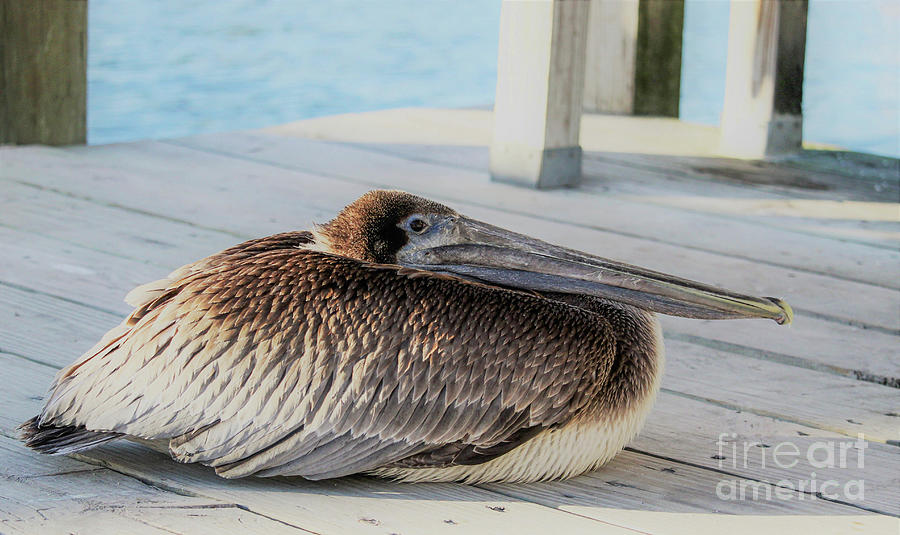 Juvenile brown pelican Photograph by Joanne Carey