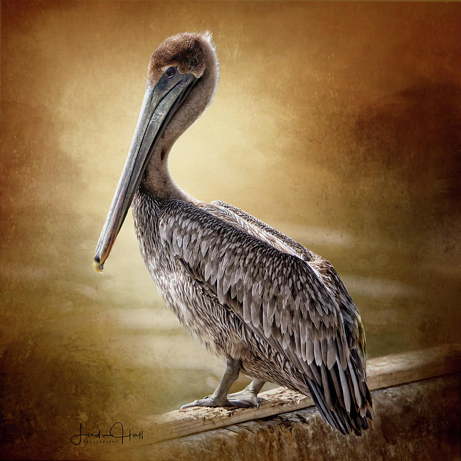 Pelican Digital Art - Juvenile Brown Pelican by Linda Lee Hall