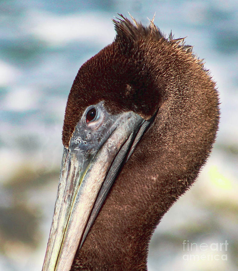 Juvenile brown pelican portrait Photograph by Joanne Carey