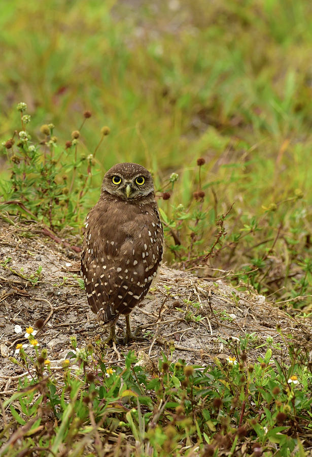 Juvenile Burrowing Owl Photograph by Cindy McIntyre