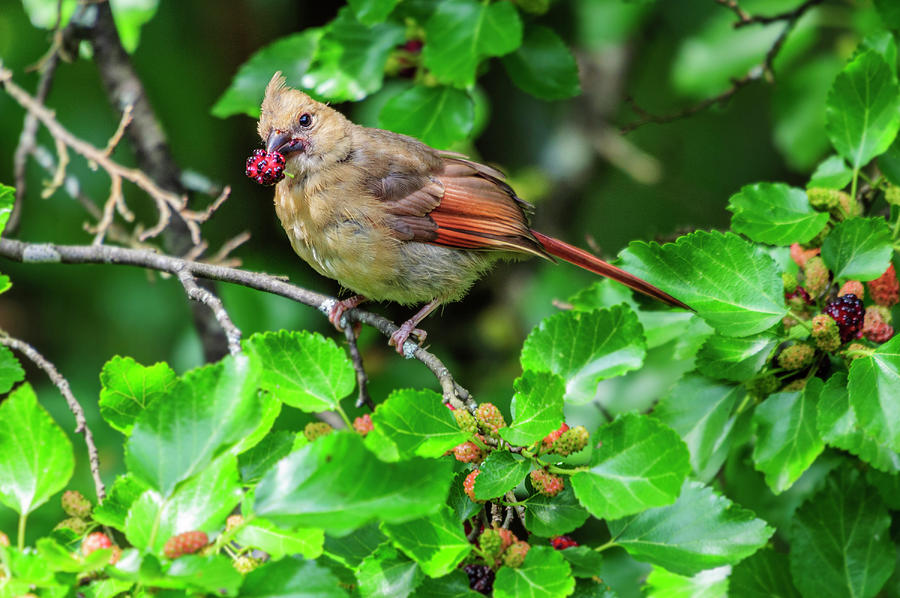 Juvenile Northern Cardinal with Mulberry Photograph by Ilene Hoffman