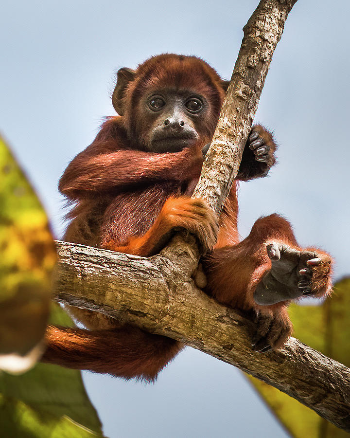 Juvenile Colombian Red Howler Monkey Hato El Diamante San Luis C Photograph by Adam Rainoff
