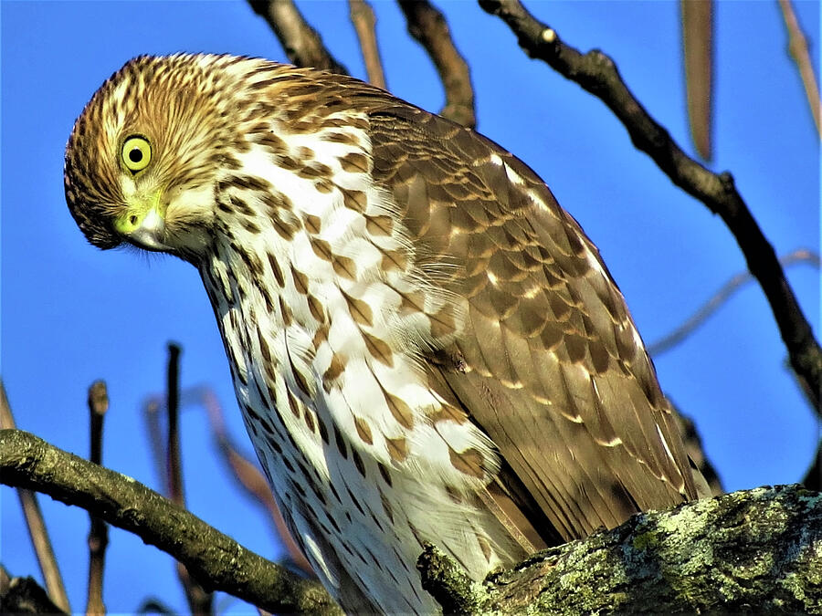 Juvenile Coopers Hawk Are you talkin to me? Photograph by Linda Stern