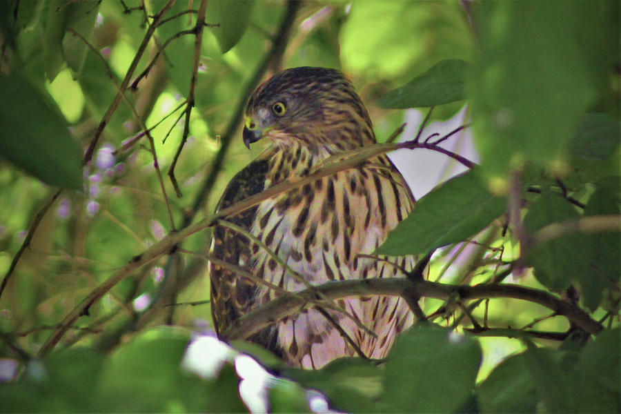 Juvenile Coopers Hawk in a Lime tree Photograph by Jason Judd