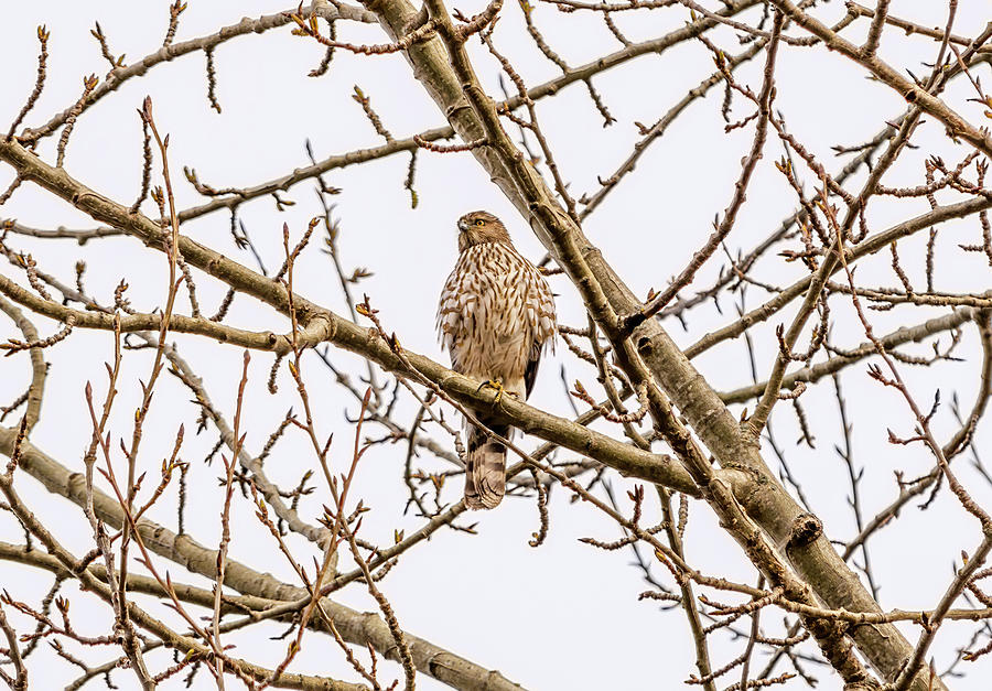 Juvenile Coopers Hawk In Tree Photograph