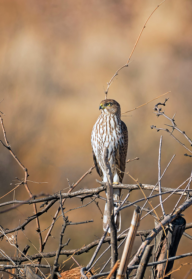 Juvenile Coopers Hawk Photograph by Loree Johnson