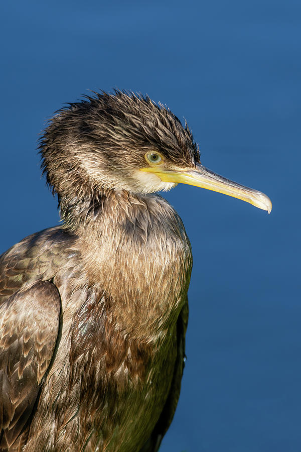 Juvenile Cormorant 1 Photograph by Steev Stamford