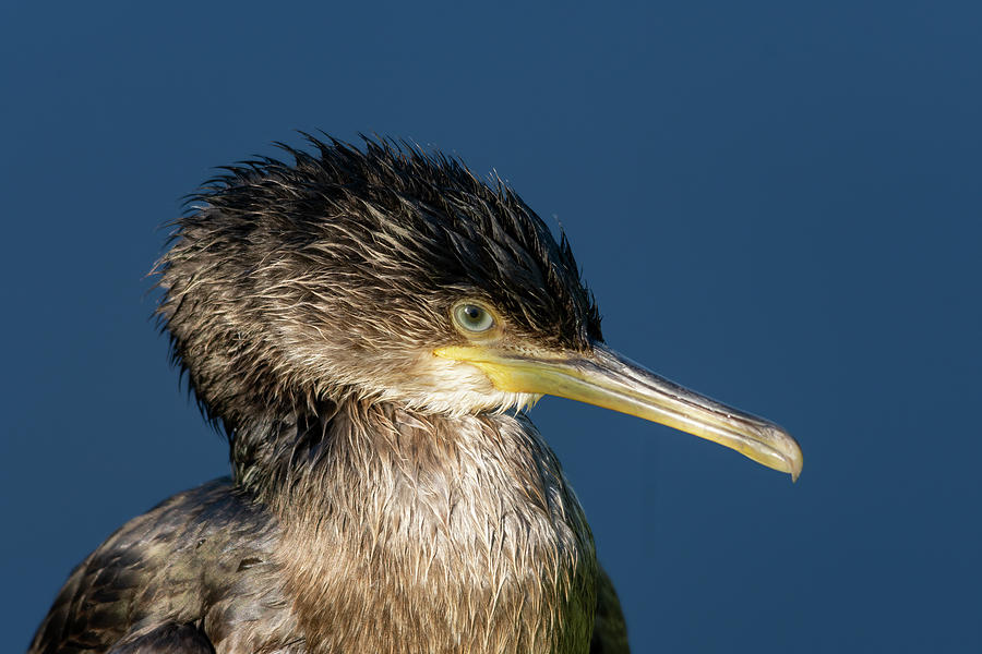 Juvenile Cormorant 2 Photograph by Steev Stamford