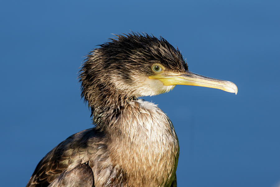 Juvenile Cormorant 4 Photograph by Steev Stamford