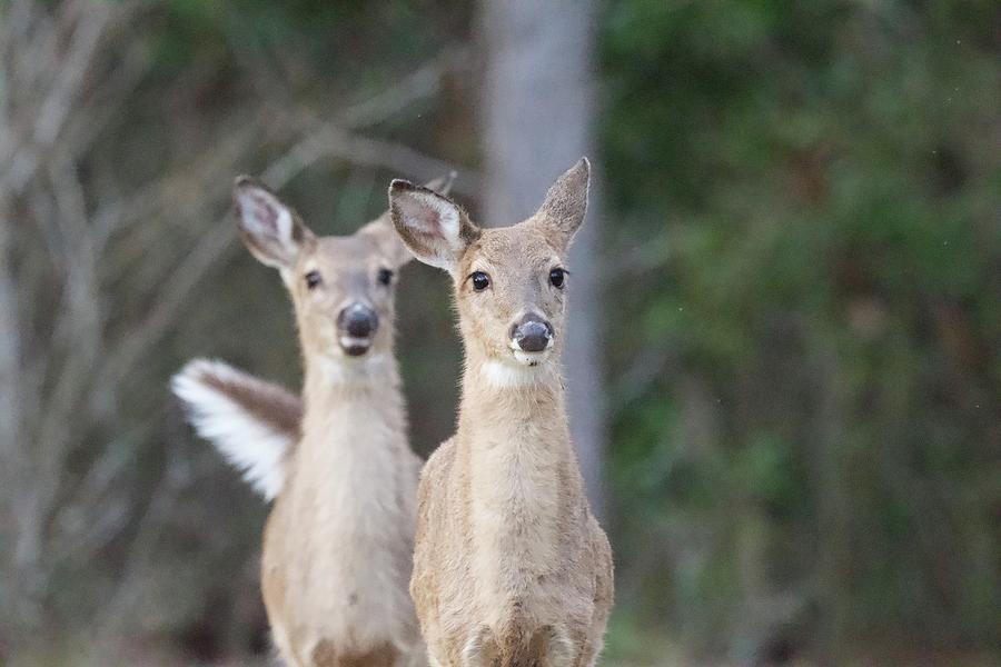 Juvenile Deer Photograph by David Campione
