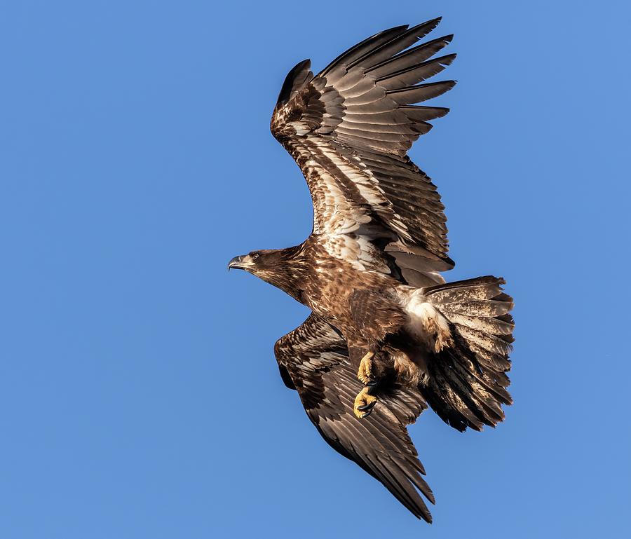 Juvenile Eagle 2019-1 Photograph by Thomas Young
