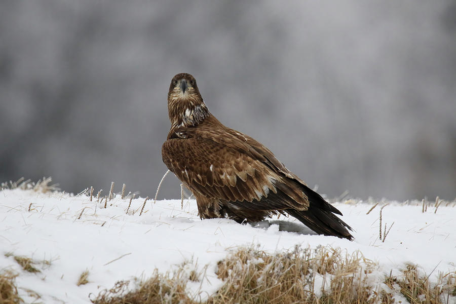 Juvenile Eagle Photograph by Brook Burling