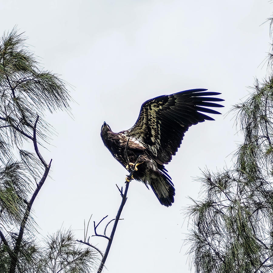 juvenile-eagle-flexing-his-wings-david-choate.jpg