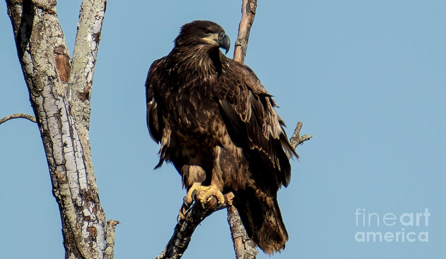 Juvenile Eagle Photograph by Geraldine DeBoer