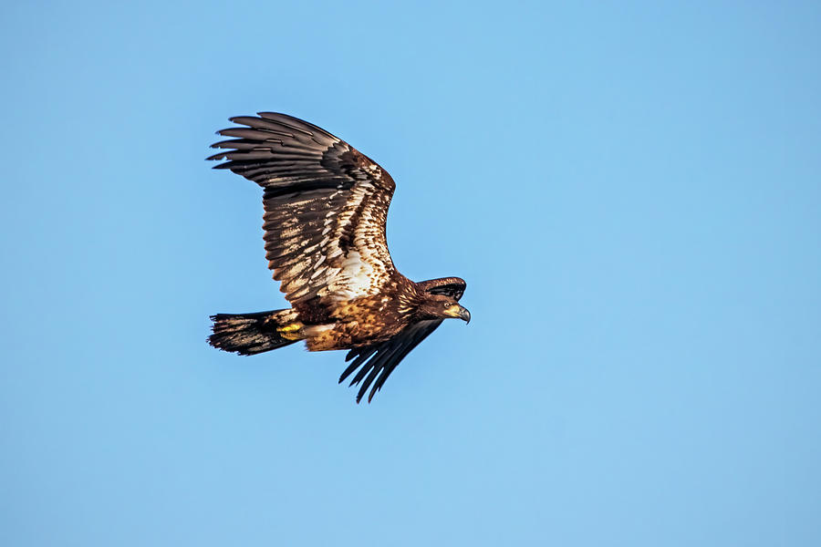 Juvenile Eagle in Flight II Photograph by Ira Marcus