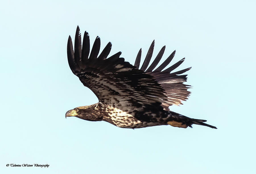 Juvenile Eagle in Flight Photograph by Tahmina Watson