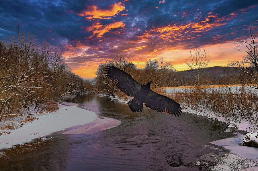 Juvenile Eagle on Creek Photograph by Randall Branham