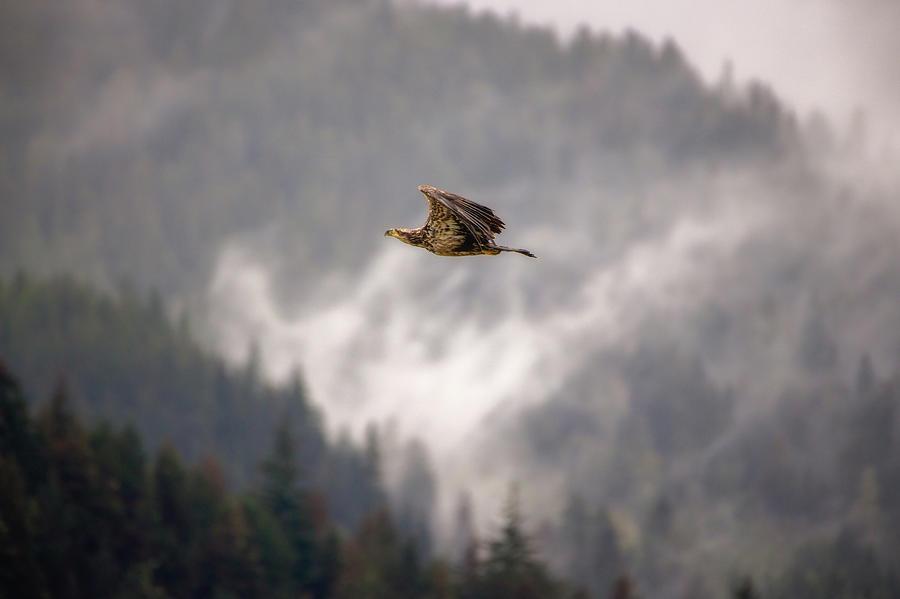 Juvenile Eagle Soaring Photograph by Robert J Wagner