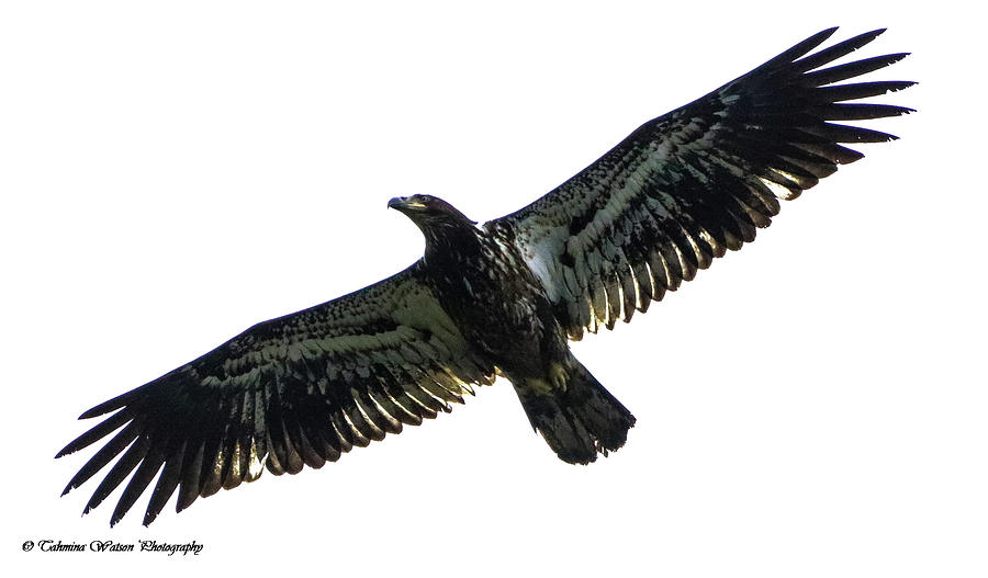 Juvenile Eagle  Photograph by Tahmina Watson