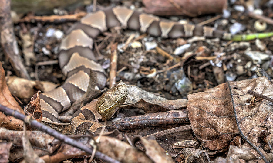 Juvenile Eastern Copperhead Photograph by JC Findley
