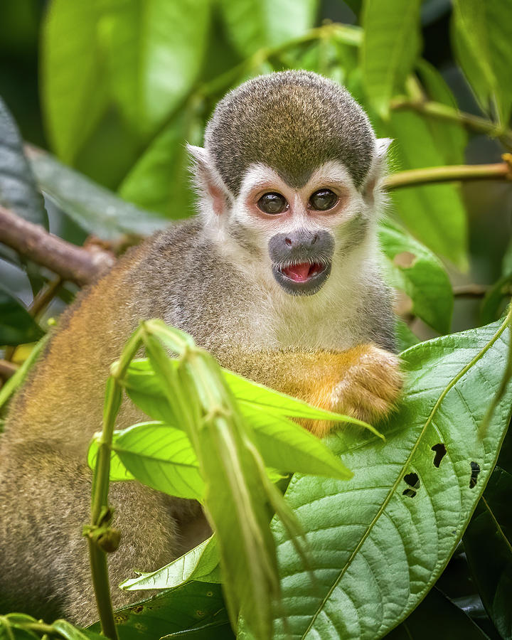 Juvenile Ecuadorian Squirrel Monkey KOFAN Puerto Asis Putumayo C Photograph by Adam Rainoff