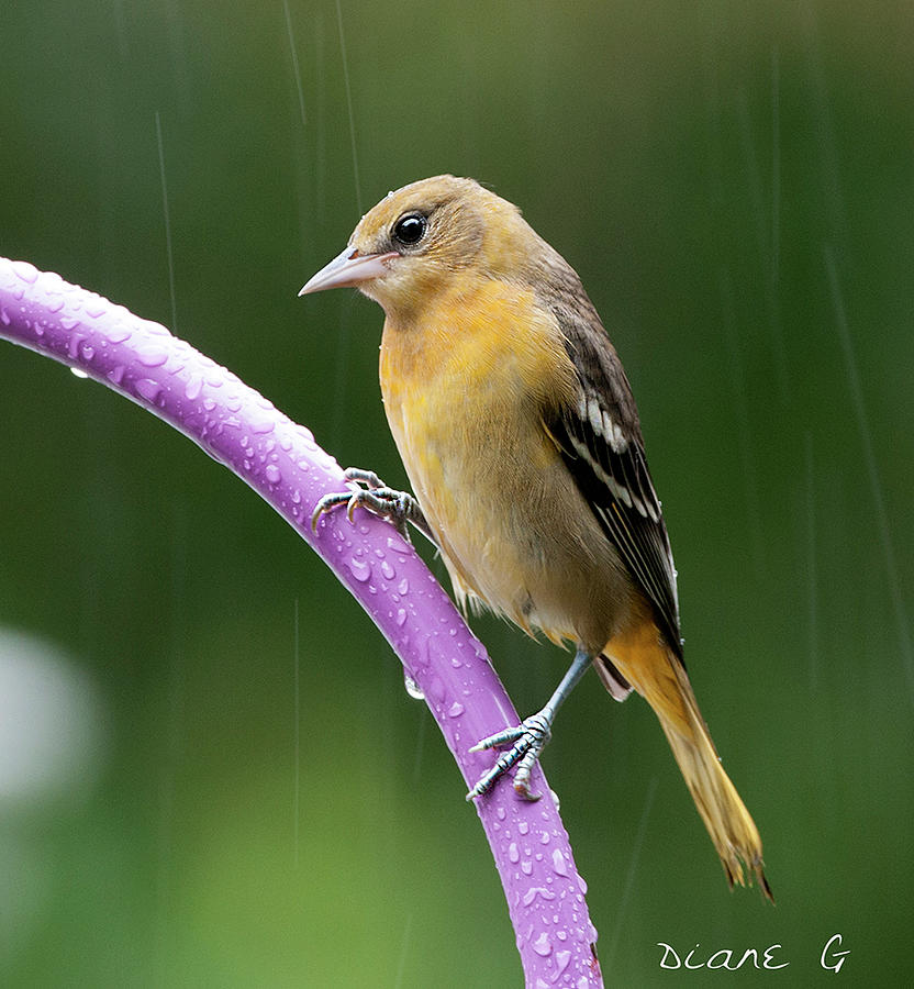 Juvenile Female Oriole in a tropical storm Photograph by Diane Giurco