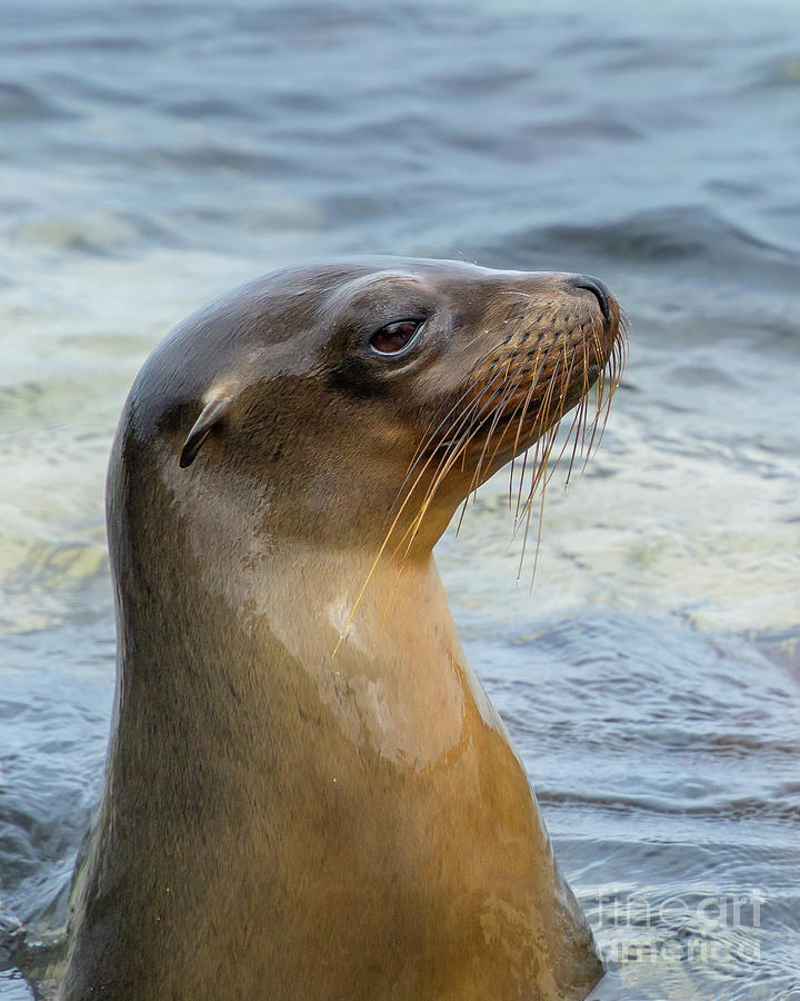 Juvenile Galapagos Sea Lion Profile Photograph by Nancy Gleason