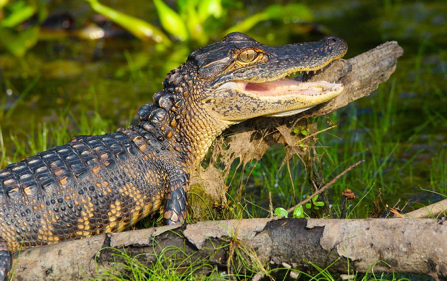 Juvenile gator cooling off... Photograph by Sandy Zanko - Fine Art America