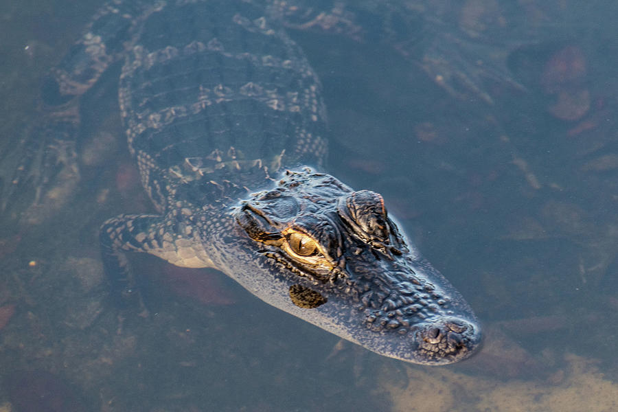 Juvenile gator Photograph by Pamela Bickett - Fine Art America